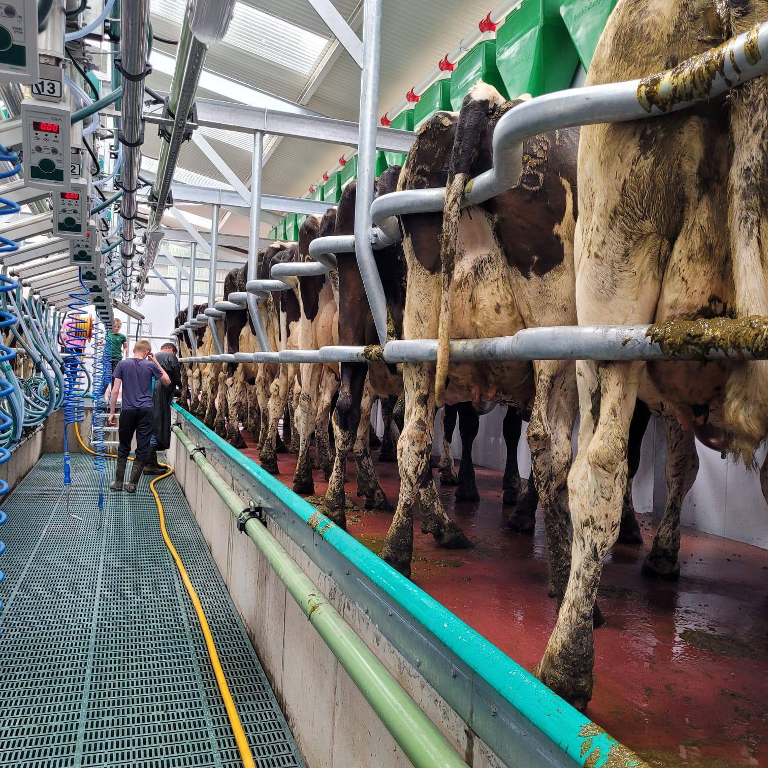 cows